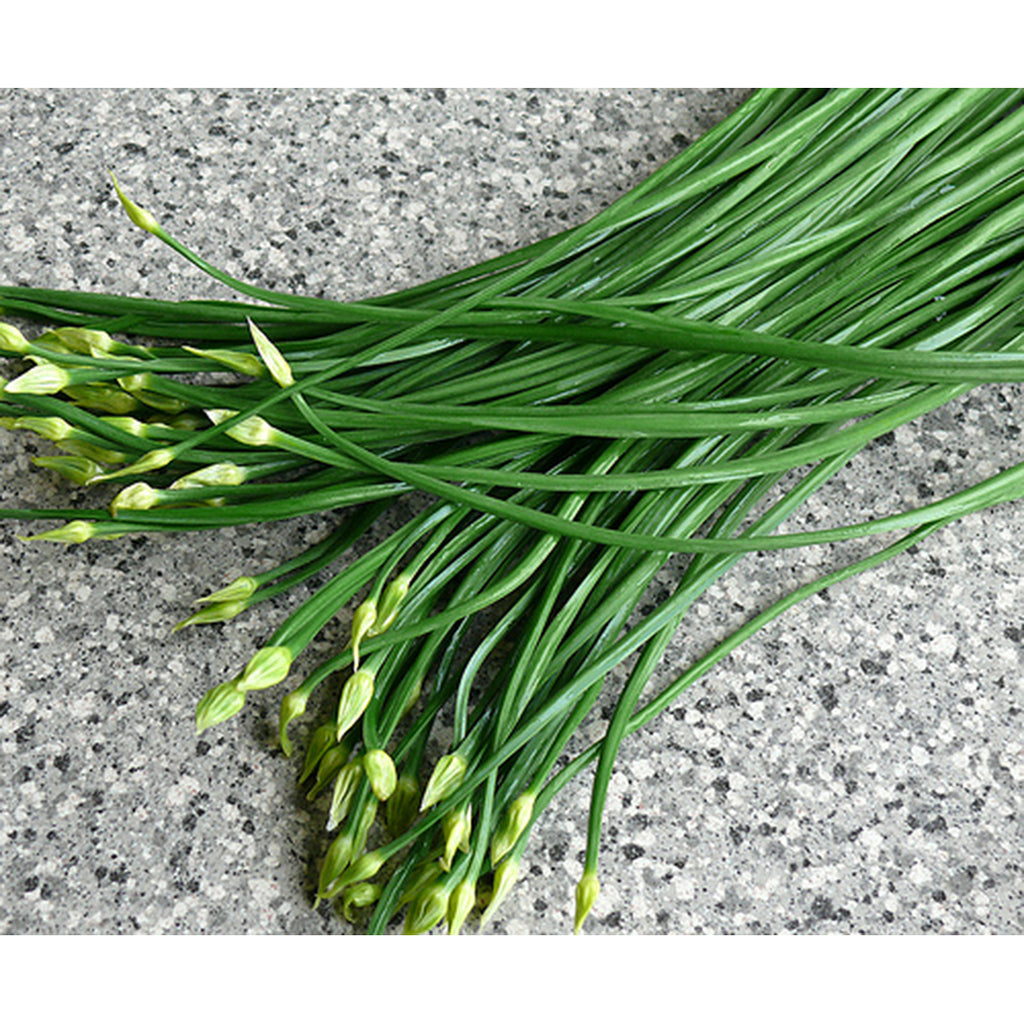 CHIVES BUD
